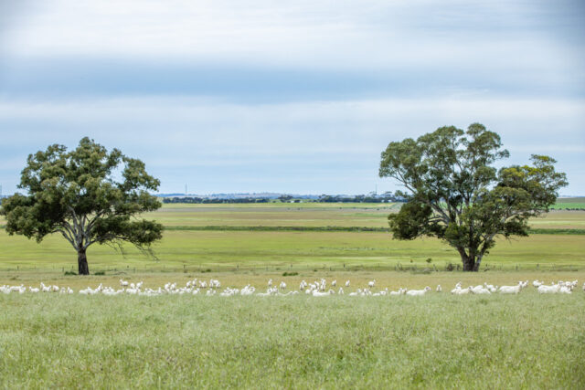 Corner Roy Lawries road and Pedericks Road, Lochaber SA 5271