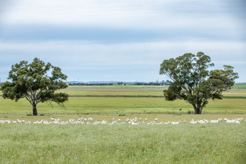 Corner Roy Lawries road and Pedericks Road, Lochaber SA 5271