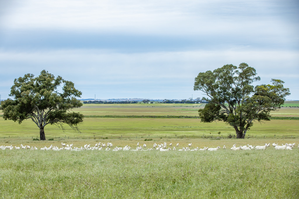 Corner Roy Lawries road and Pedericks Road, Lochaber SA 5271