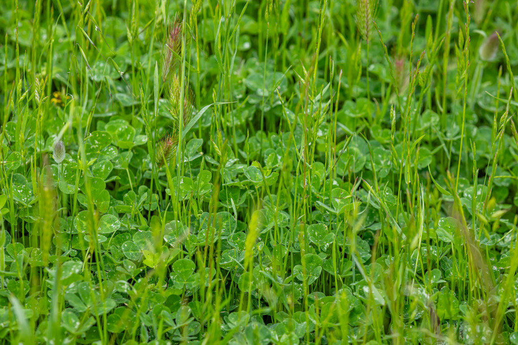 Corner Roy Lawries road and Pedericks Road, Lochaber SA 5271