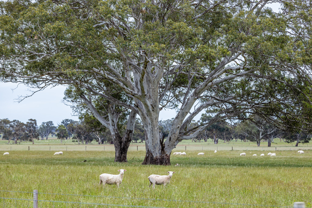 Corner Roy Lawries road and Pedericks Road, Lochaber SA 5271