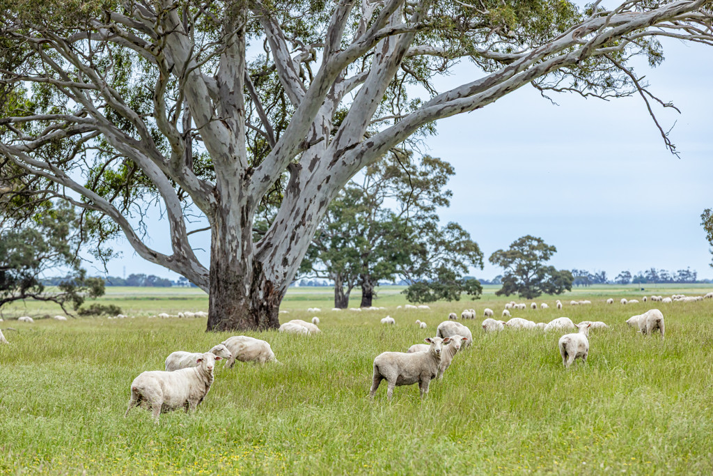 Corner Roy Lawries road and Pedericks Road, Lochaber SA 5271