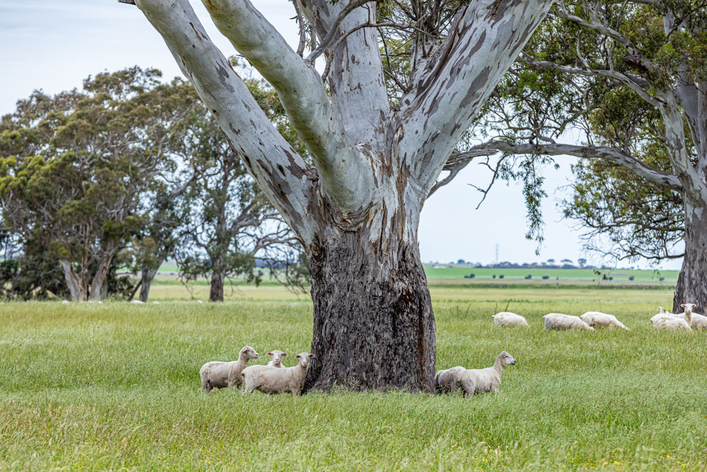 Corner Roy Lawries road and Pedericks Road, Lochaber SA 5271