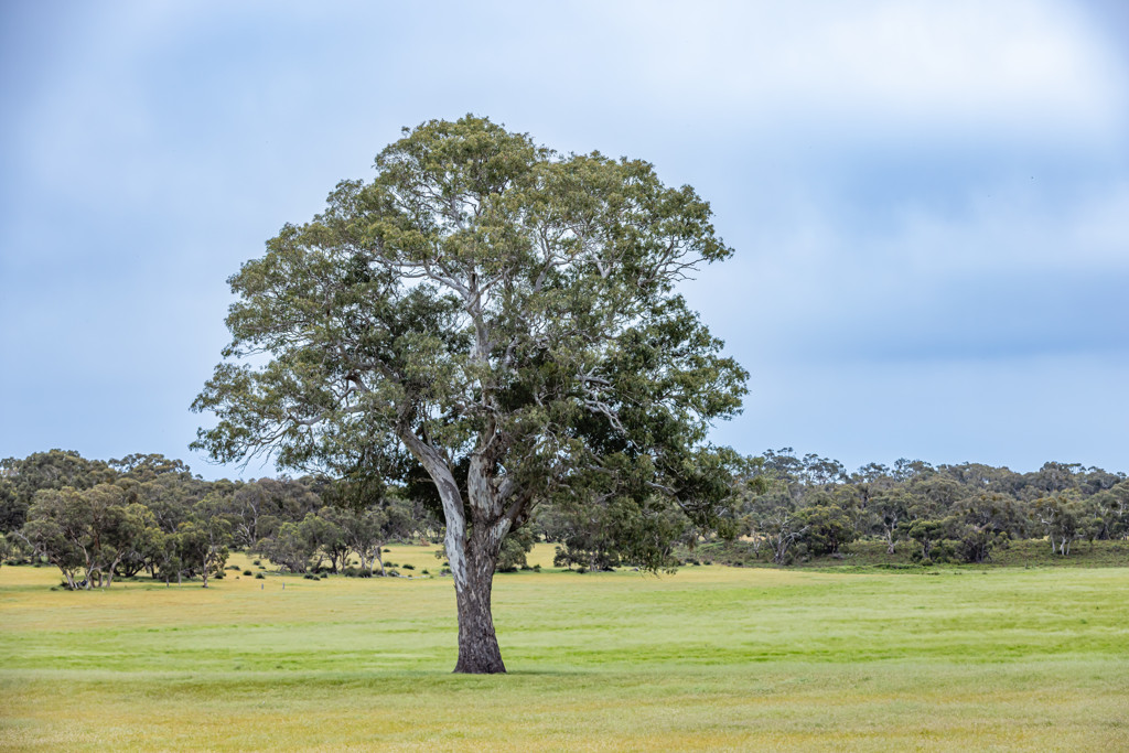 Corner Roy Lawries road and Pedericks Road, Lochaber SA 5271