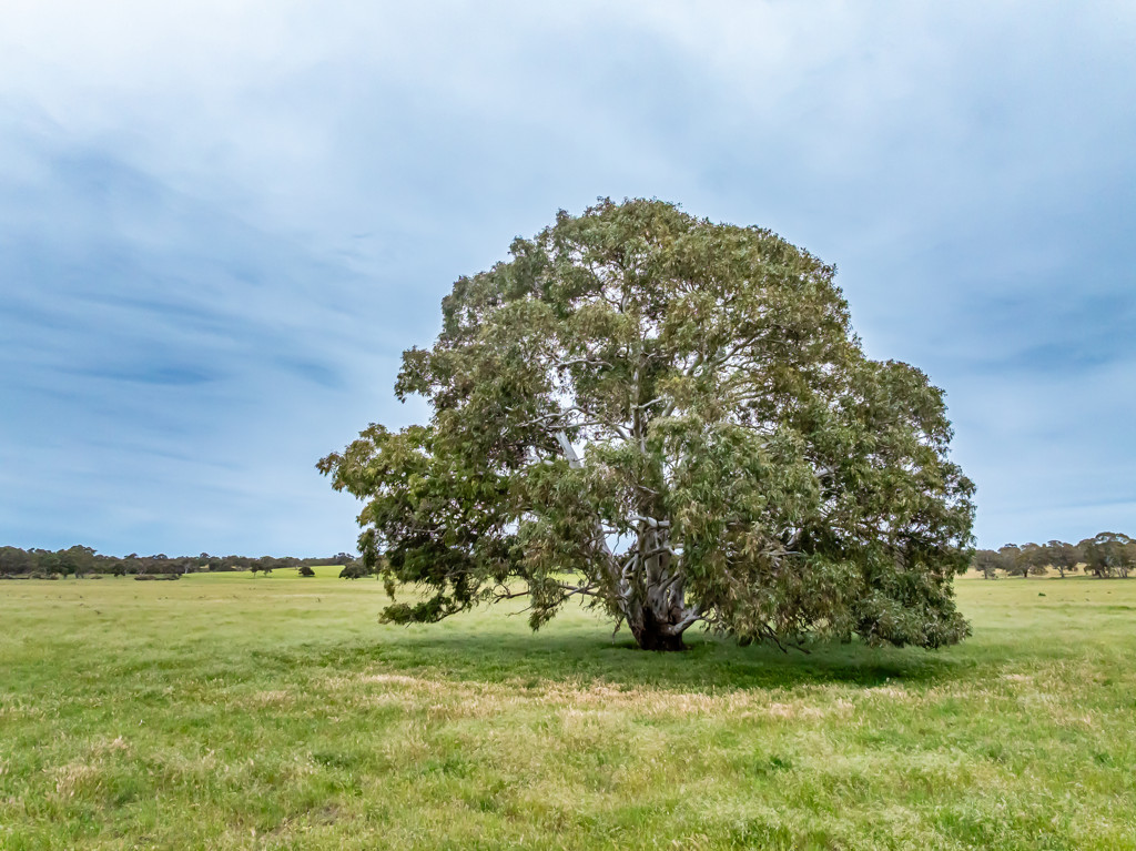 Corner Roy Lawries road and Pedericks Road, Lochaber SA 5271