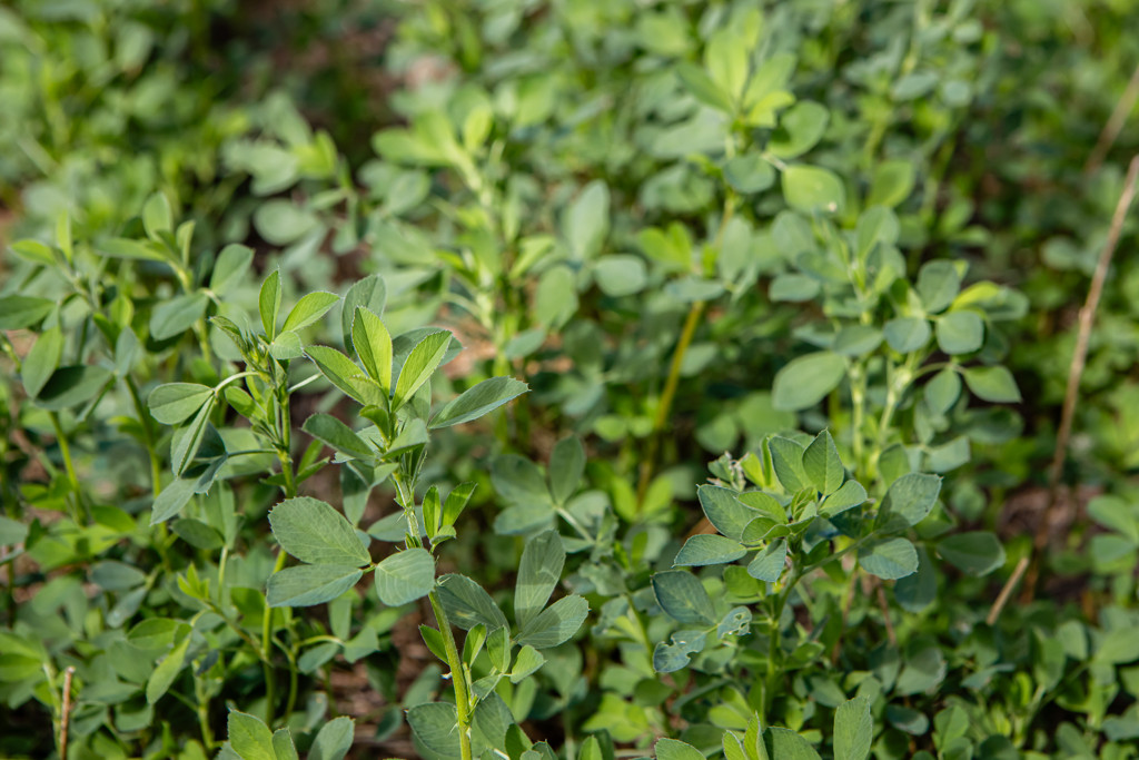 1089 Pedericks Road, Lochaber SA 5271