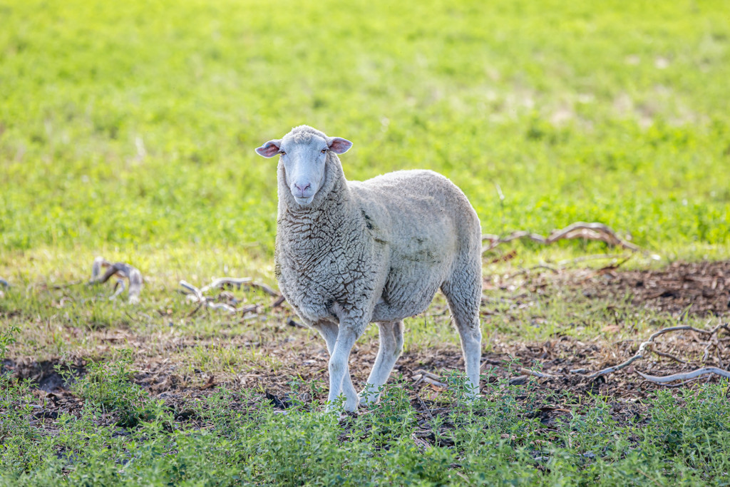 1089 Pedericks Road, Lochaber SA 5271