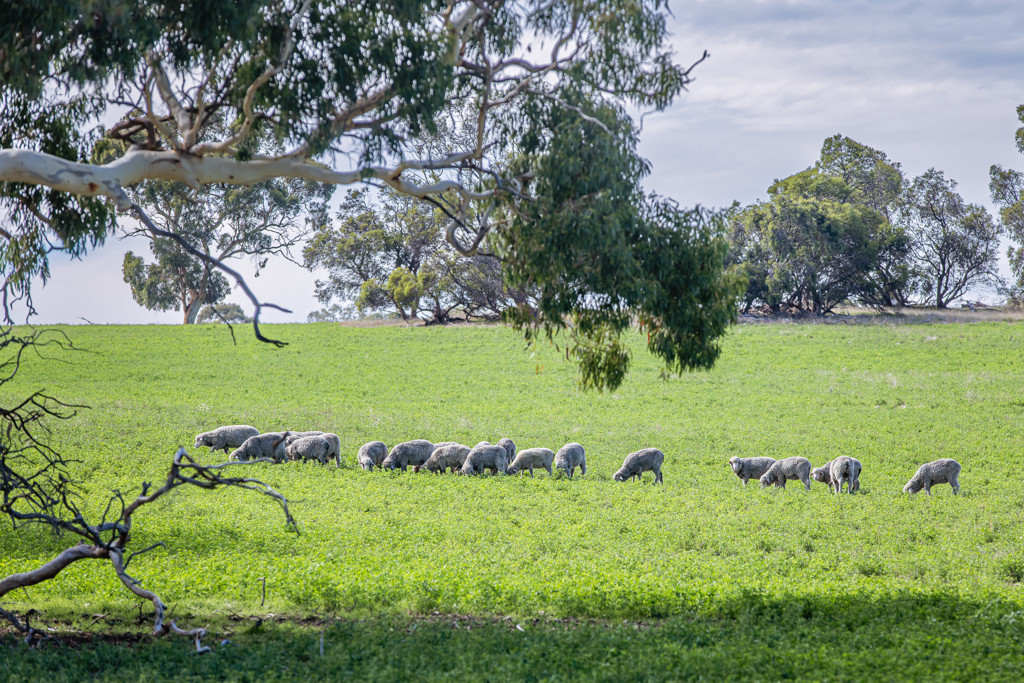 1089 Pedericks Road, Lochaber SA 5271