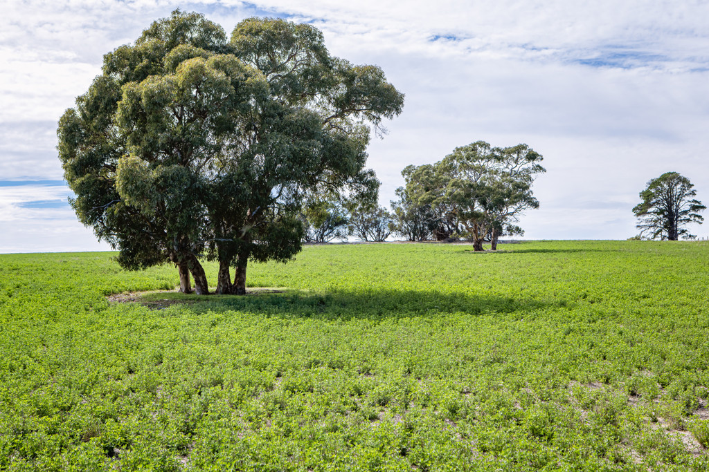 1089 Pedericks Road, Lochaber SA 5271