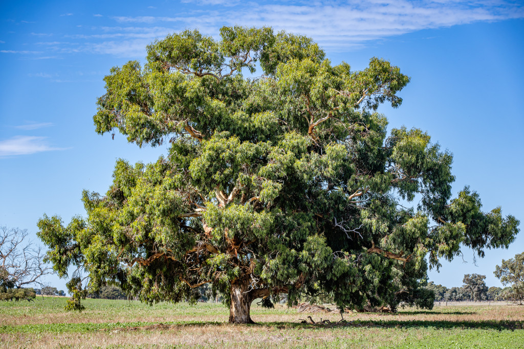 1089 Pedericks Road, Lochaber SA 5271