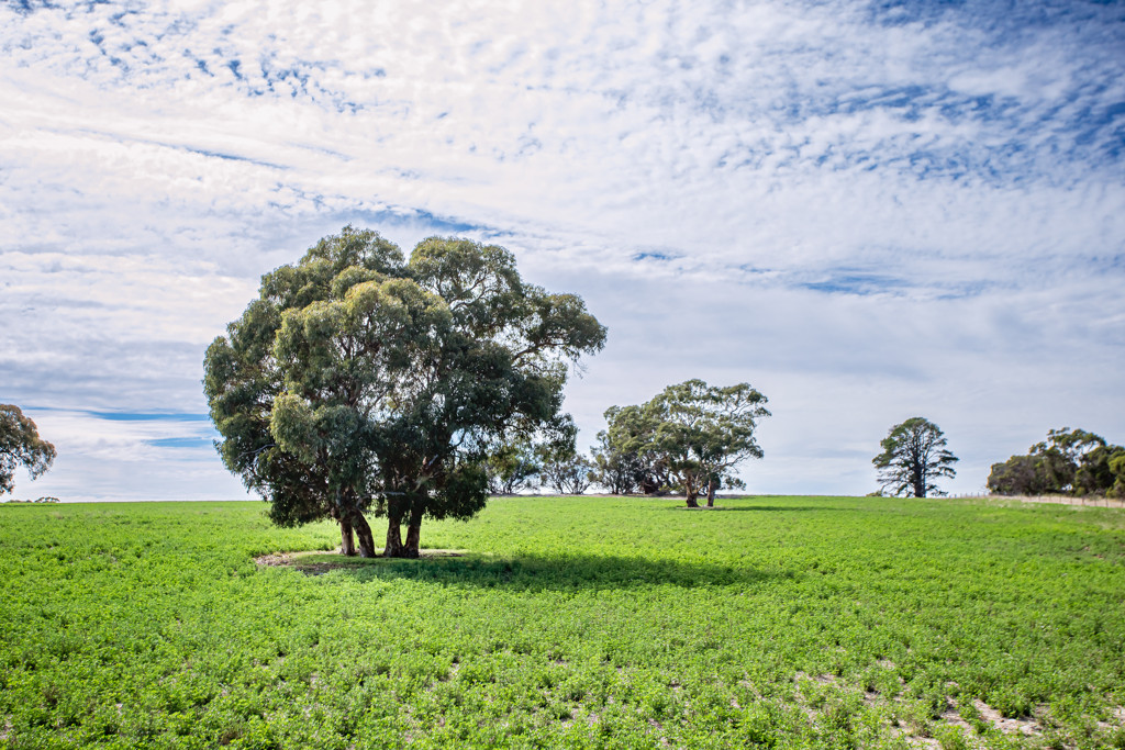 1089 Pedericks Road, Lochaber SA 5271