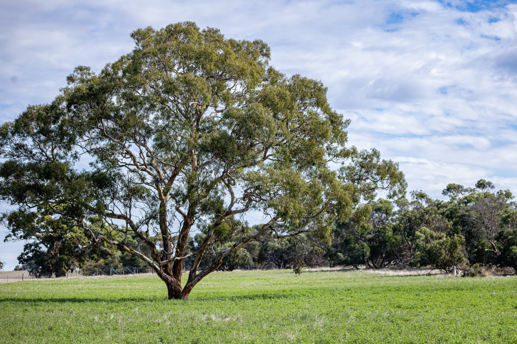 1089 Pedericks Road, Lochaber SA 5271