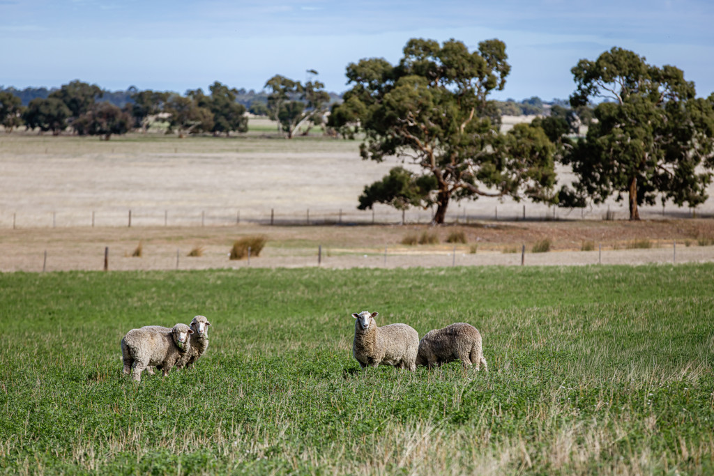 1089 Pedericks Road, Lochaber SA 5271