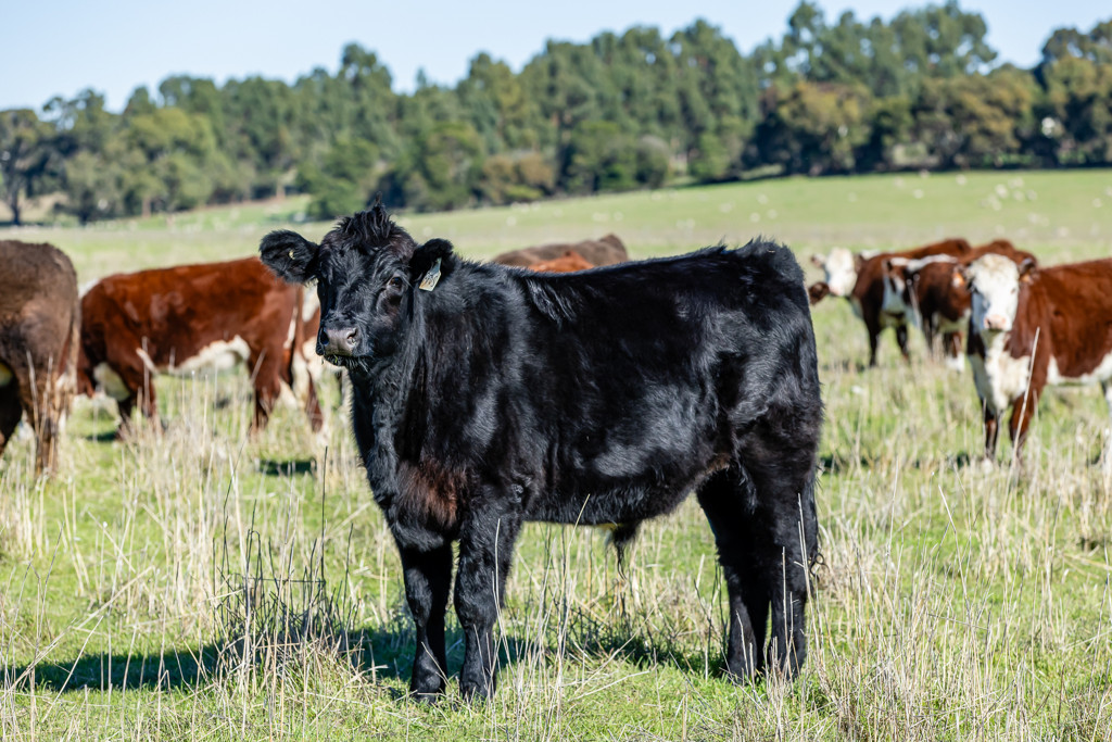 Lot 3 and 4 Old Caves Road, Naracoorte SA 5271