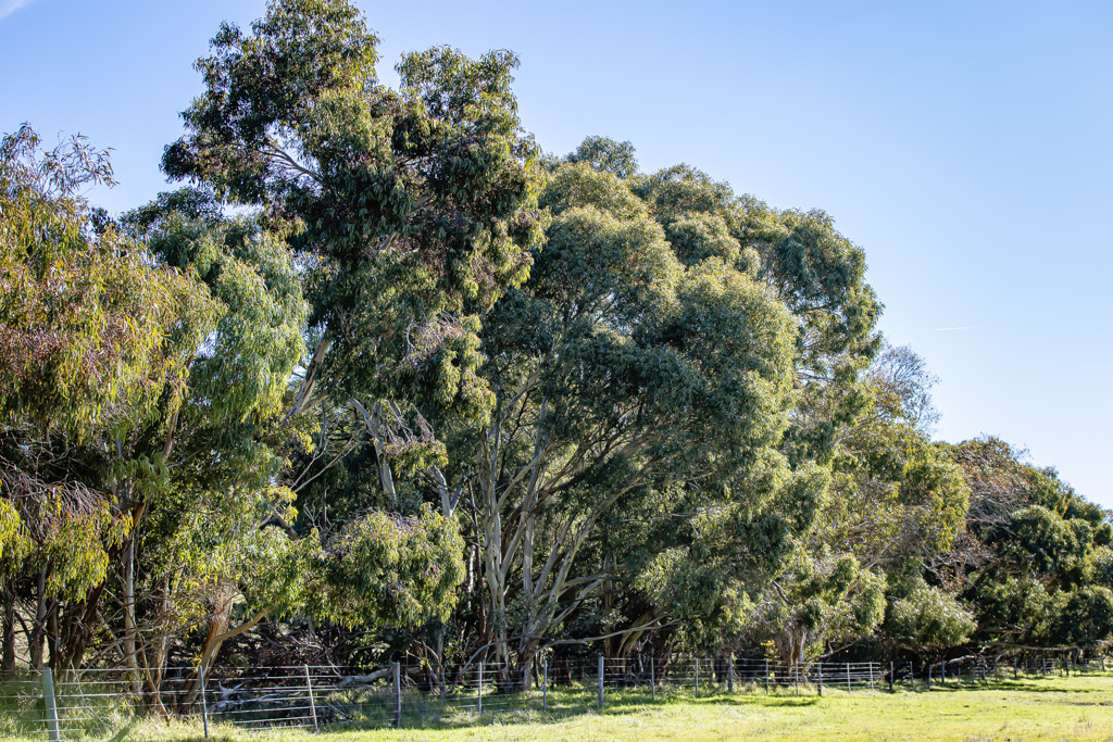 Lot 3 and 4 Old Caves Road, Naracoorte SA 5271