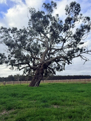 Lot 101 719 Casterton Road, Penola SA 5277