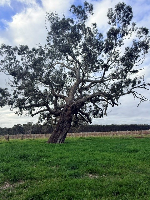 Lot 101 719 Casterton Road, Penola SA 5277