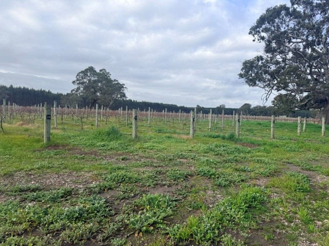 Lot 101 719 Casterton Road, Penola SA 5277