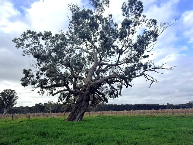 Lot 101 719 Casterton Road, Penola SA 5277