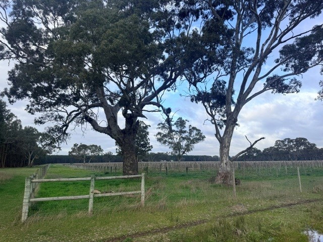 Lot 101 719 Casterton Road, Penola SA 5277