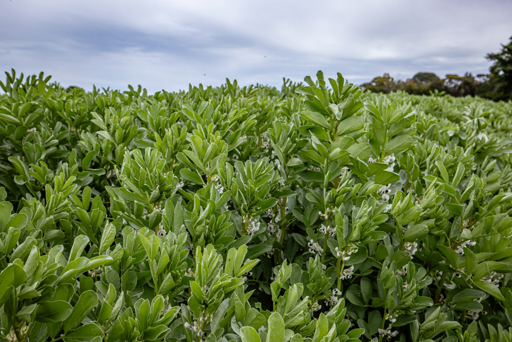 220 Bournes Road, Bool Lagoon SA 5271