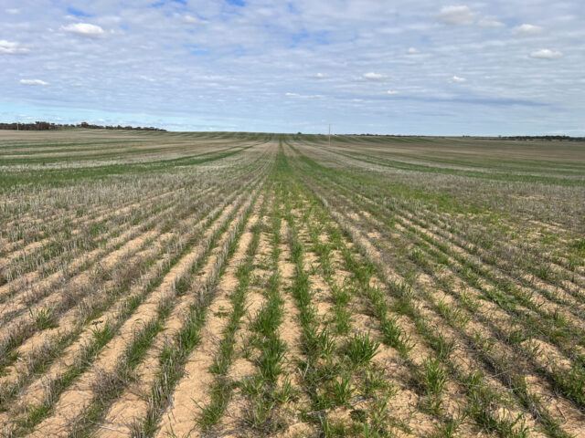 Allotment 1 and 2 Murrayville North Road, Murrayville VIC 3512