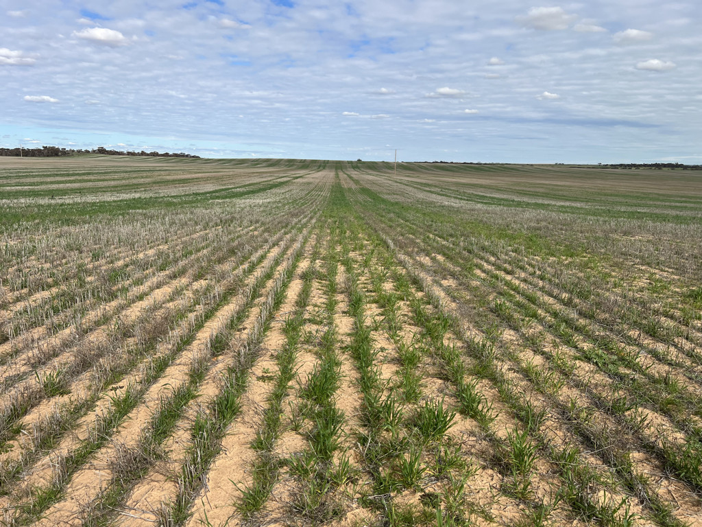 Allotment 1 and 2 Murrayville North Road, Murrayville VIC 3512