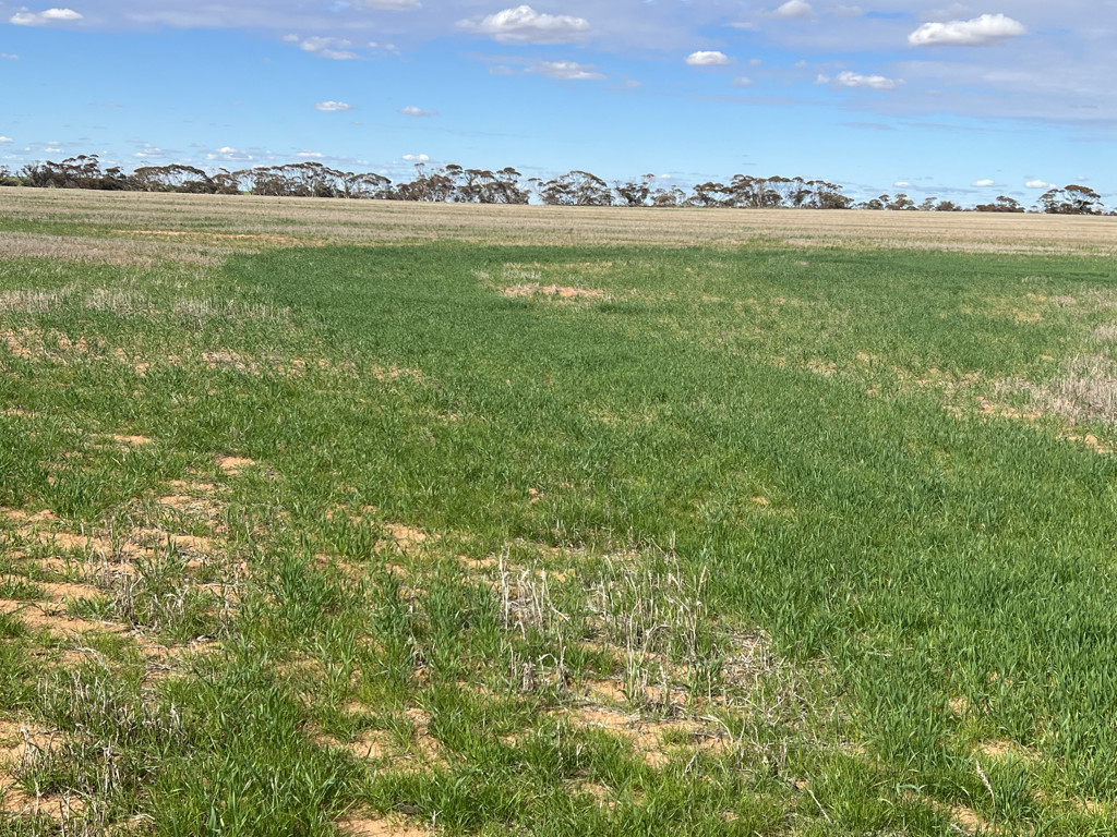Allotment 1 and 2 Murrayville North Road, Murrayville VIC 3512