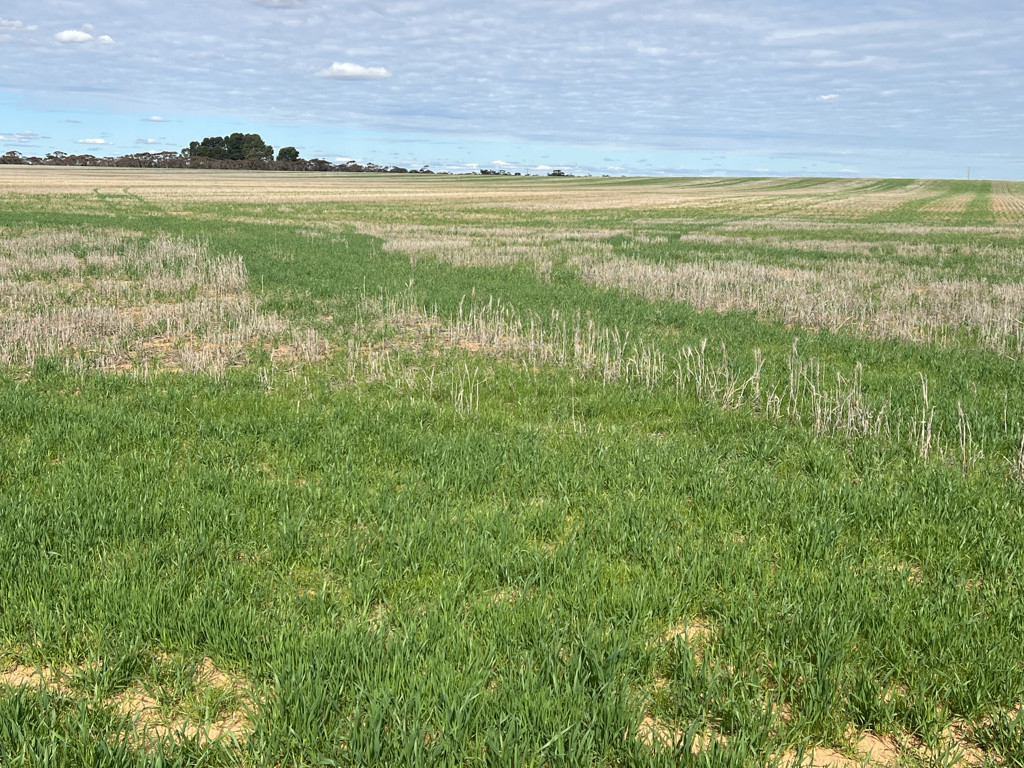 Allotment 1 and 2 Murrayville North Road, Murrayville VIC 3512