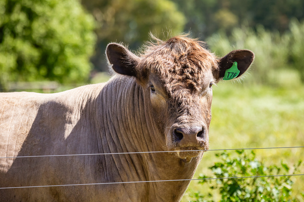 520 Walkington Hills Road, Bangham SA 5268