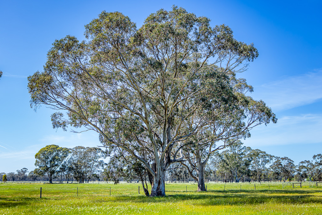 520 Walkington Hills Road, Bangham SA 5268