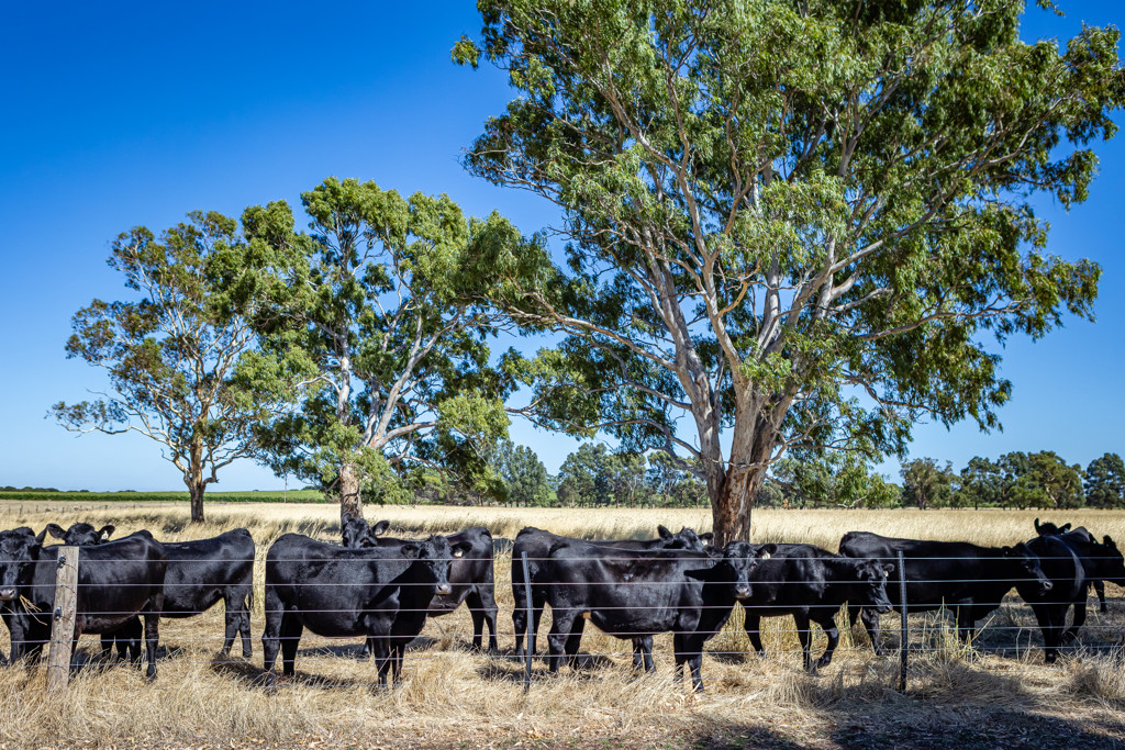 524 Bool Lagoon West Road, Bool Lagoon SA 5271