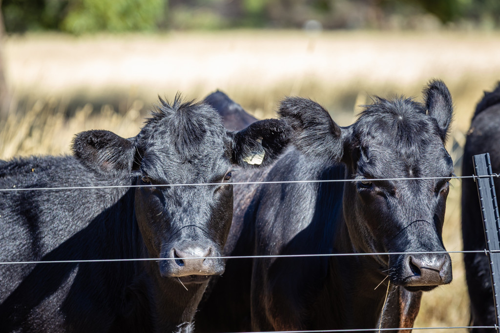 524 Bool Lagoon West Road, Bool Lagoon SA 5271