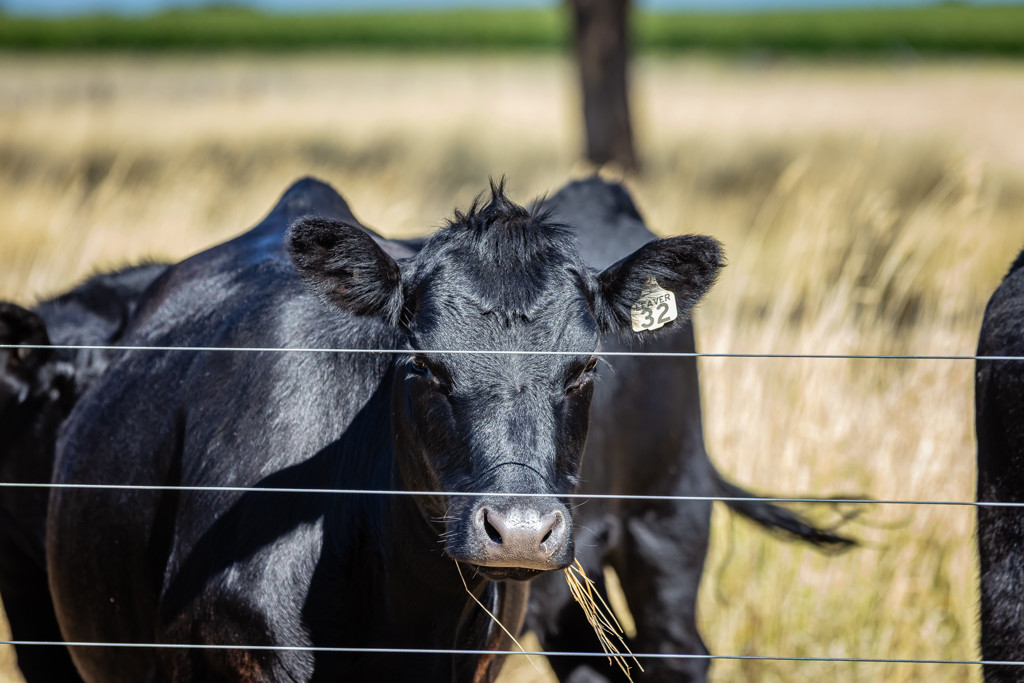 524 Bool Lagoon West Road, Bool Lagoon SA 5271