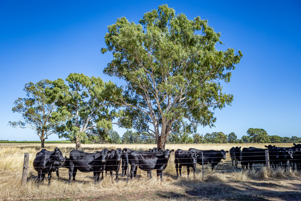 524 Bool Lagoon West Road, Bool Lagoon SA 5271