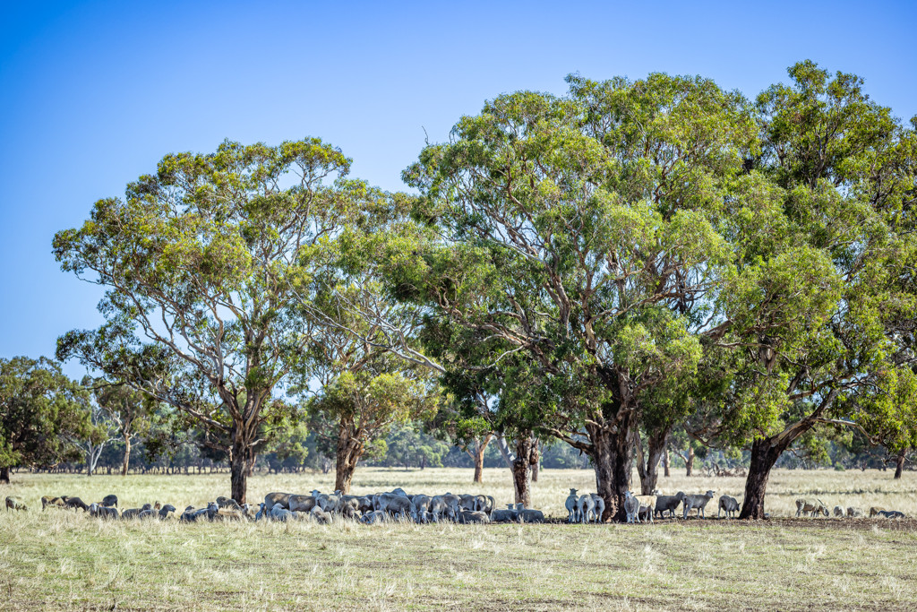 524 Bool Lagoon West Road, Bool Lagoon SA 5271