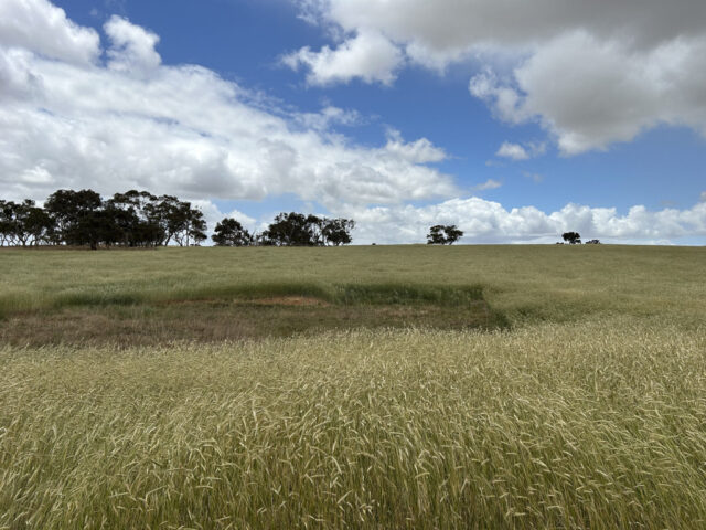 Lot 189 Roy Lawries Road, Lochaber SA 5271