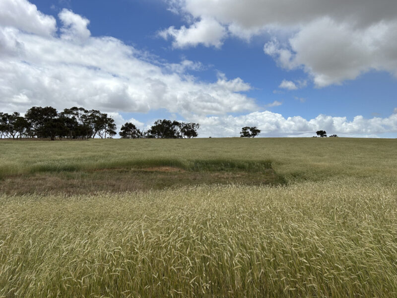 Lot 189 Roy Lawries Road, Lochaber SA 5271