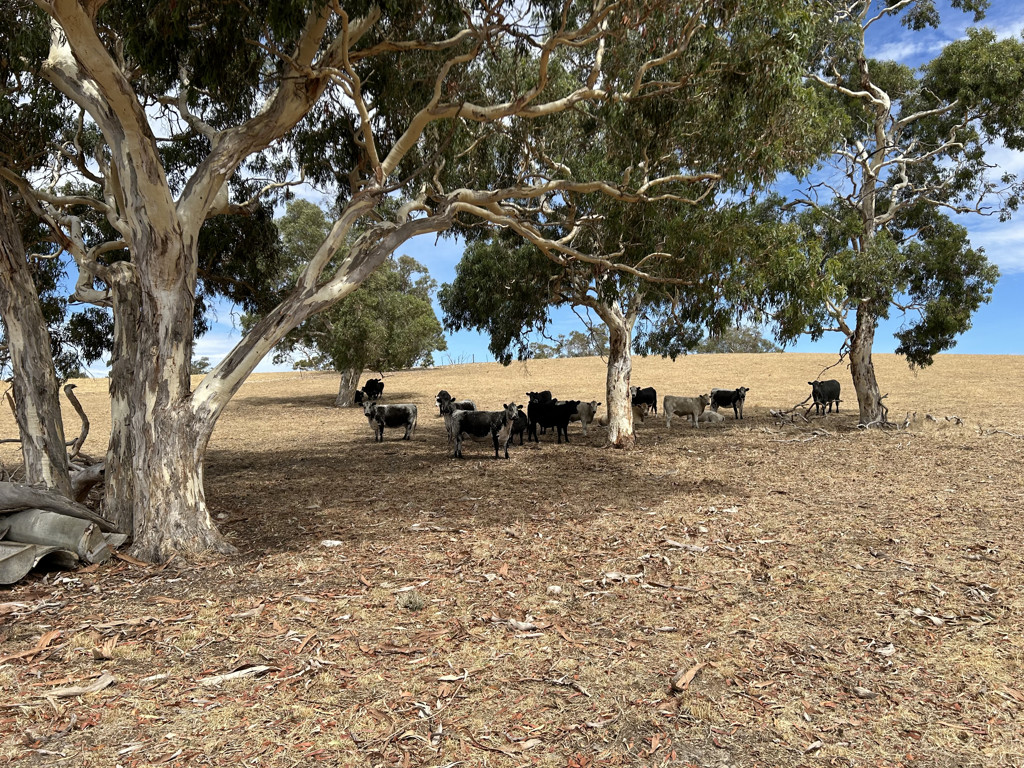 Lot 189 Roy Lawries Road, Lochaber SA 5271