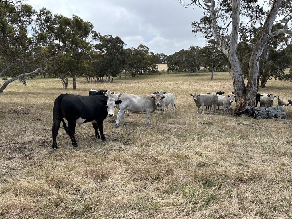 Lot 323 Roy Lawries Road, Lochaber SA 5271