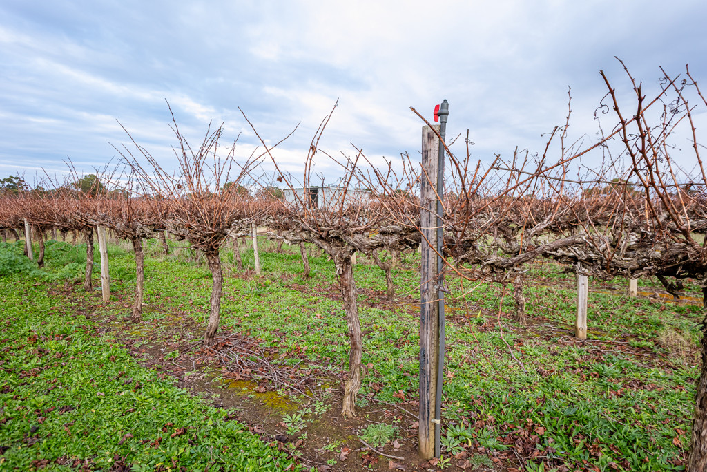 Lot 11 Ravenswood Lane (and others), Coonawarra SA 5263