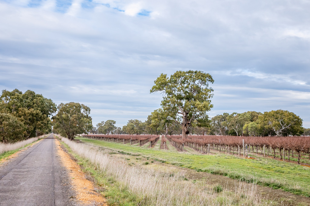 Lot 11 Ravenswood Lane (and others), Coonawarra SA 5263