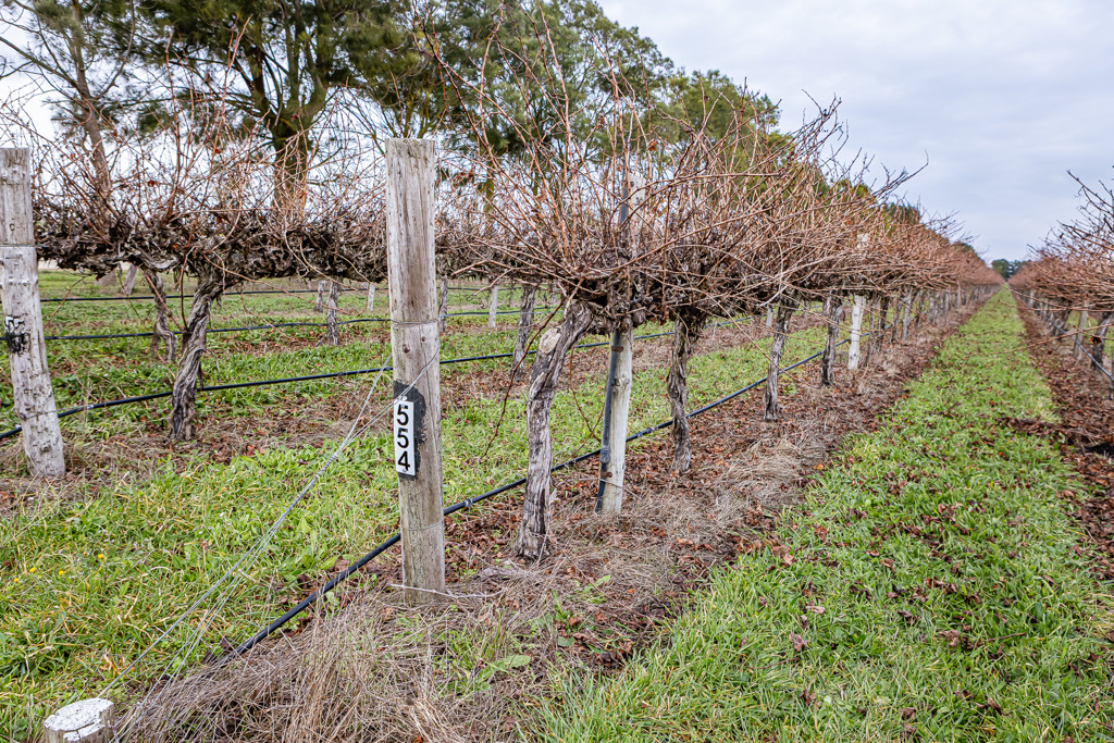 Lot 11 Ravenswood Lane (and others), Coonawarra SA 5263