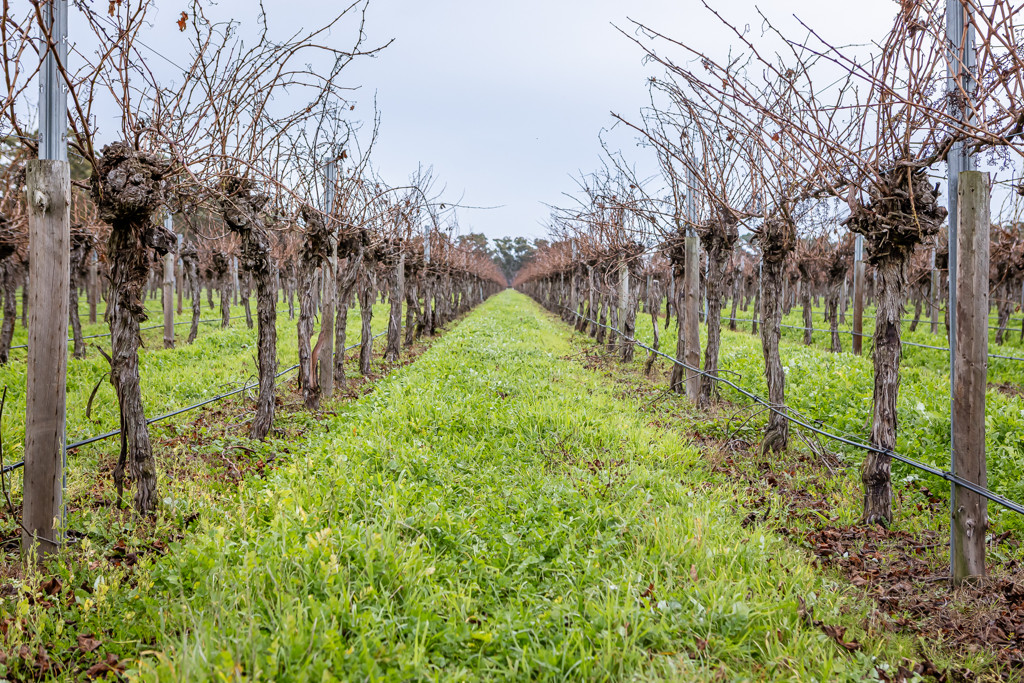 Lot  300 V&A Lane Penola, Coonawarra SA 5263