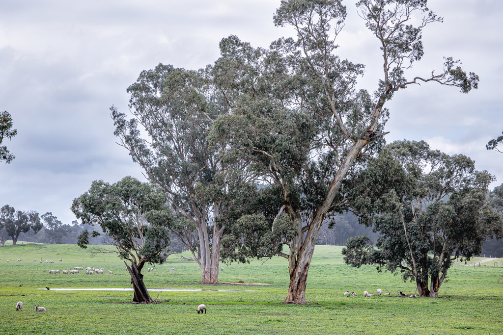 3373 Naracoorte Road, Western Flat SA 5268