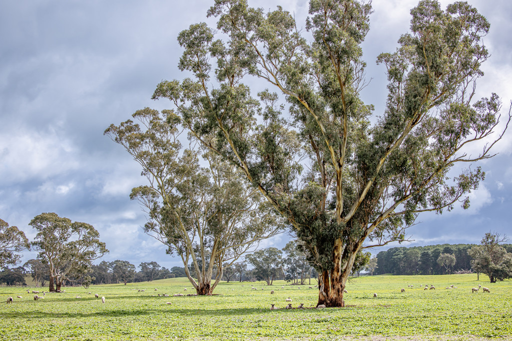 3373 Naracoorte Road, Western Flat SA 5268