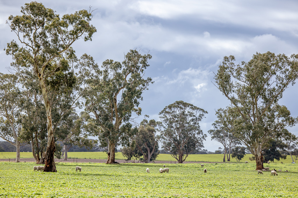 3373 Naracoorte Road, Western Flat SA 5268