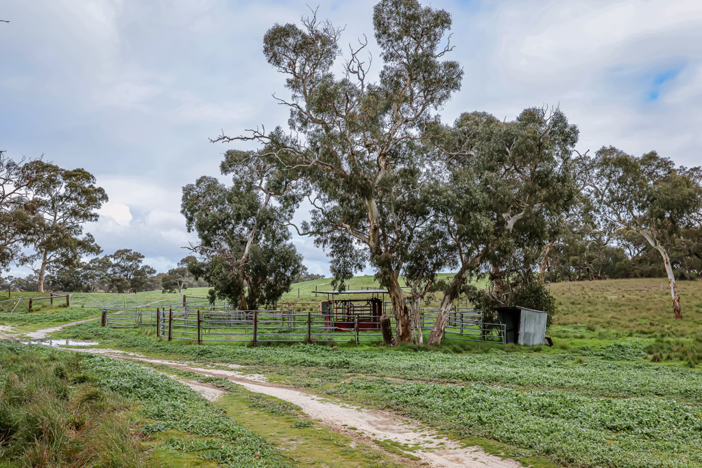 3373 Naracoorte Road, Western Flat SA 5268